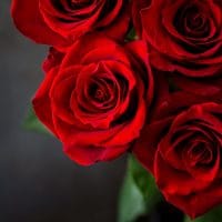 red roses