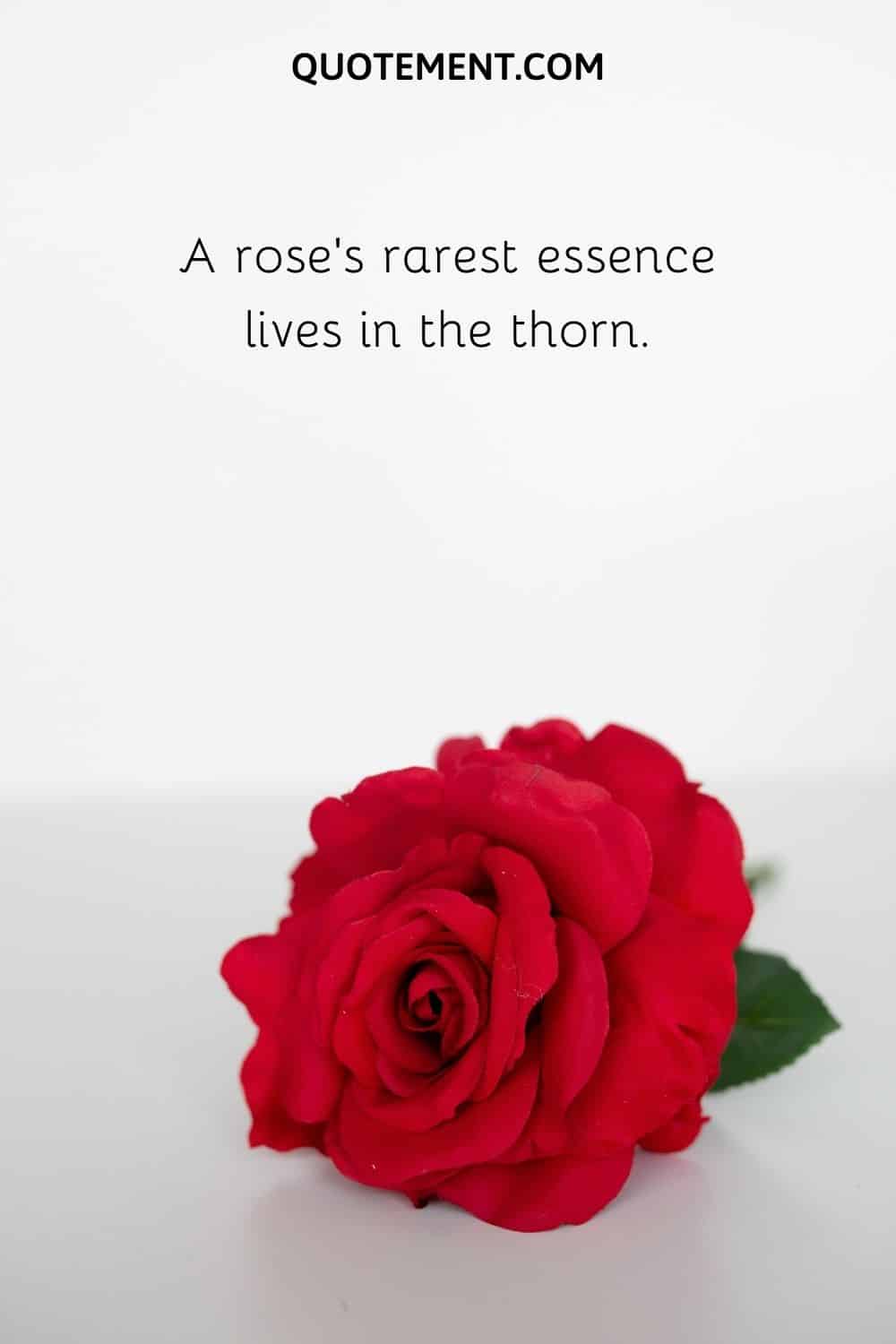 A rose’s rarest essence lives in the thorn.
