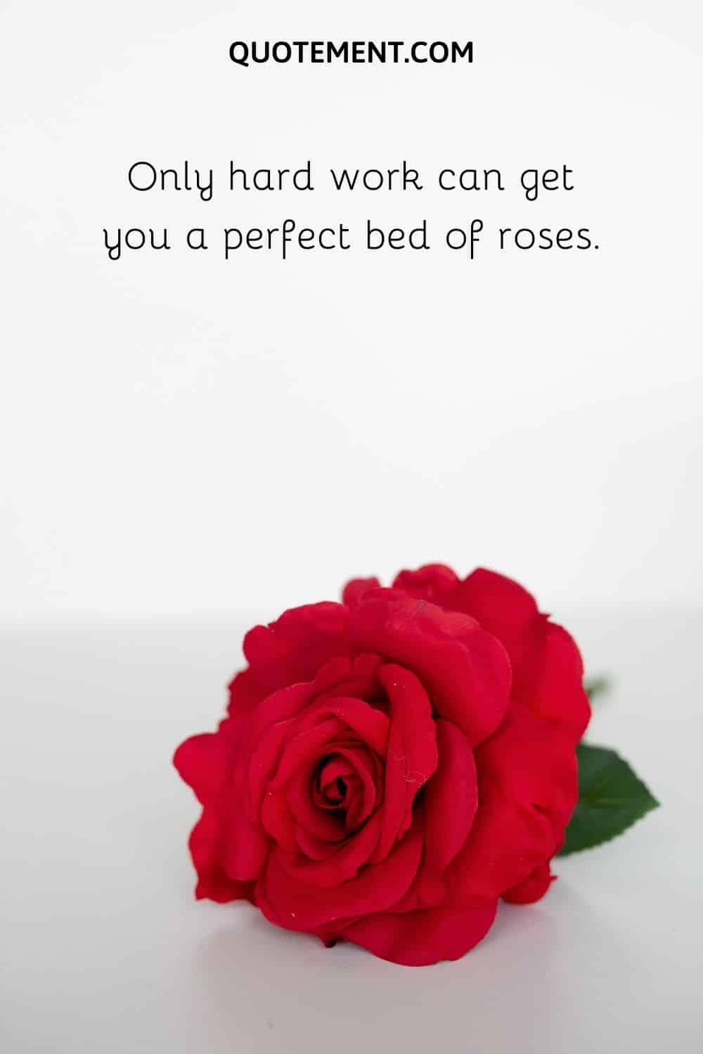 Only hard work can get you a perfect bed of roses.
