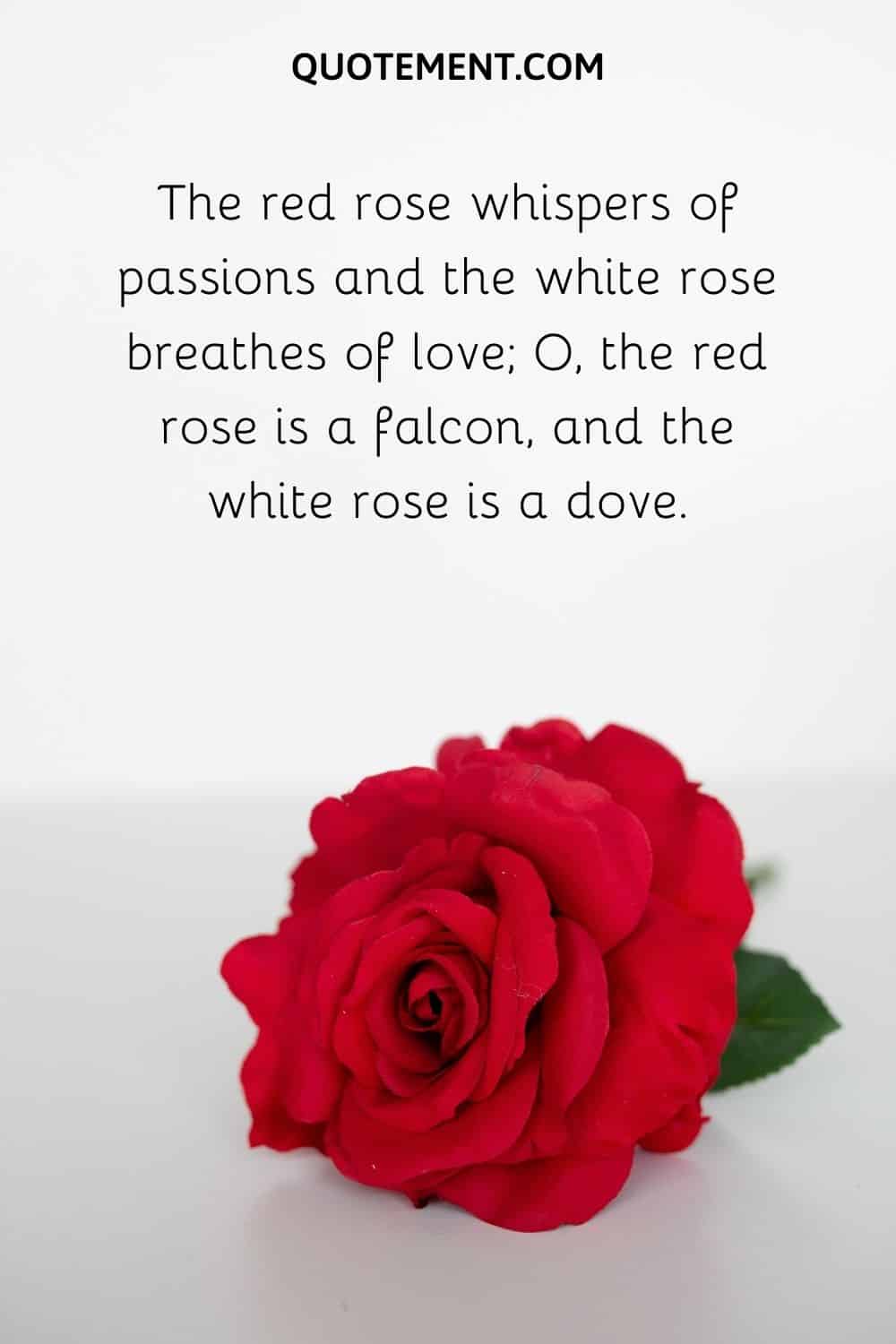 The red rose whispers of passion