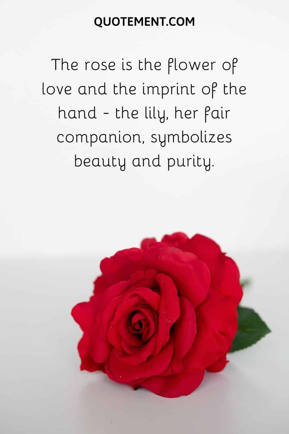 The rose is the flower of love and the imprint of the hand