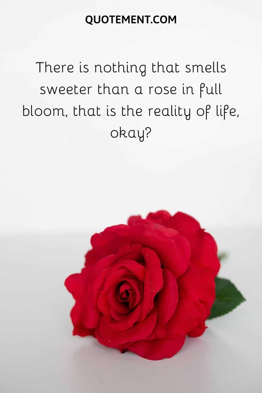 There is nothing that smells sweeter than a rose in full bloom,