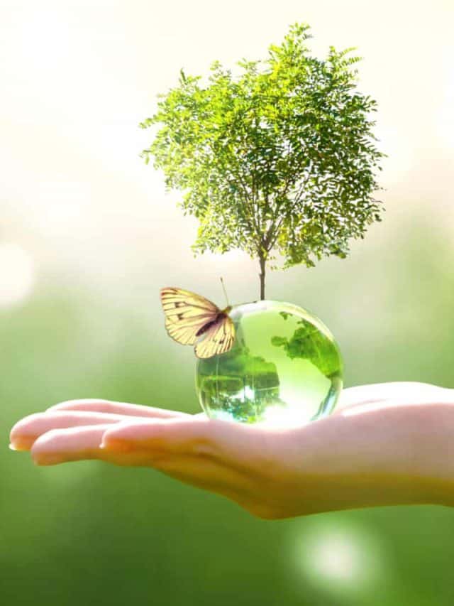Earth crystal glass globe ball and growing tree in human hand