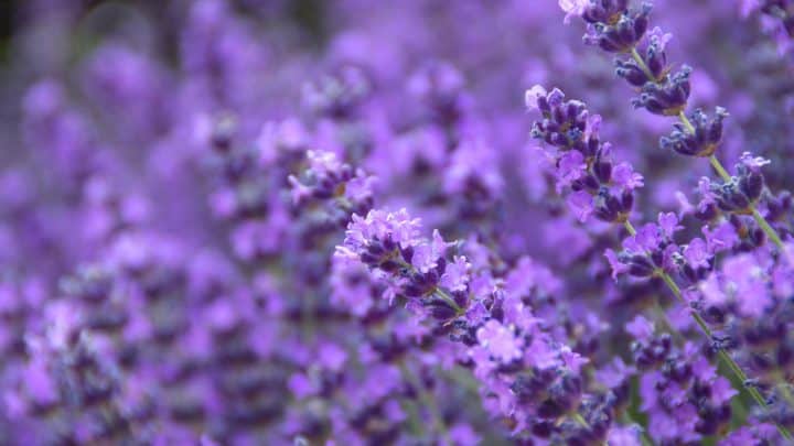 210 Perfect Lavender Captions For Your Instagram Post