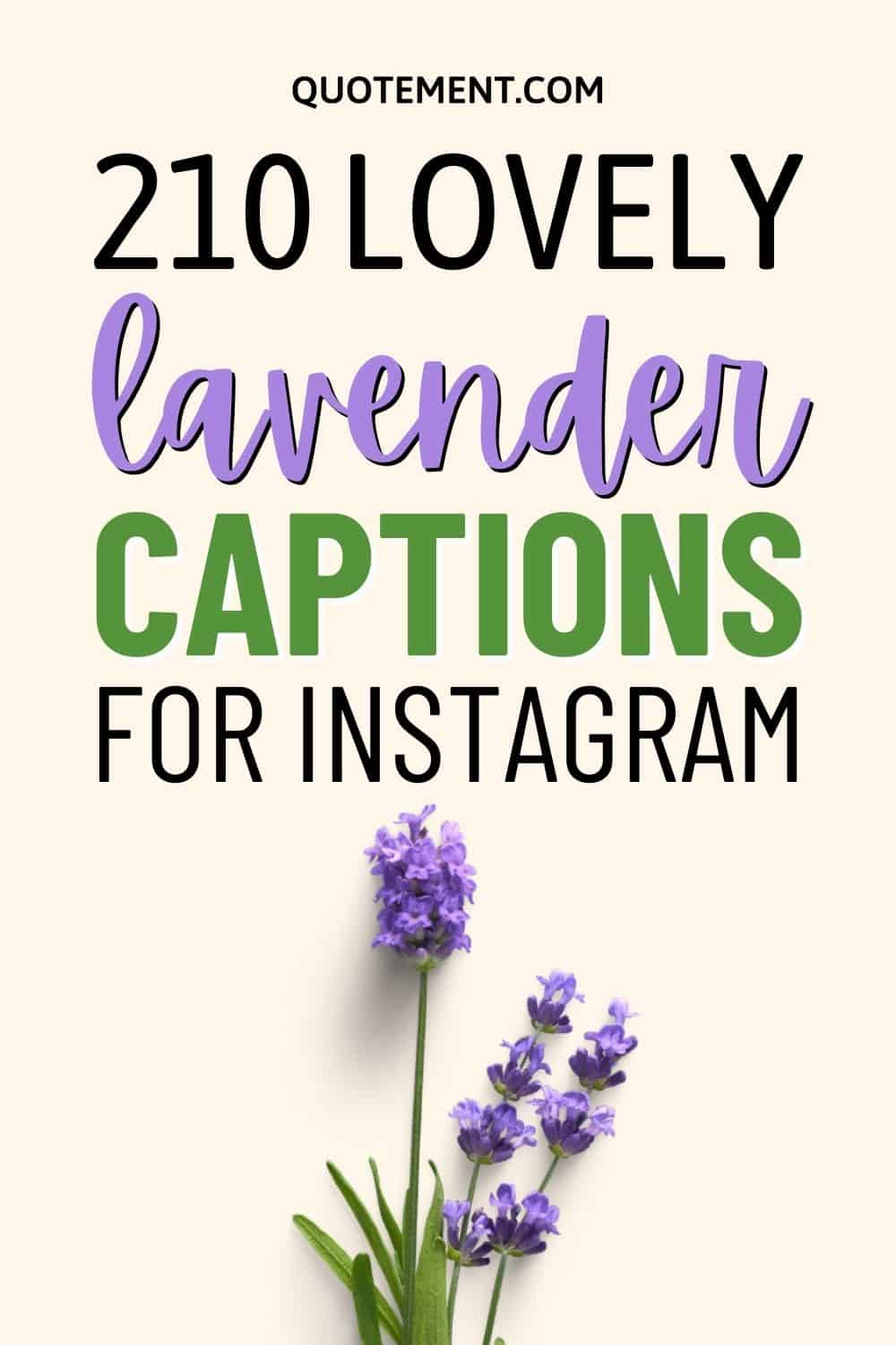 210 Perfect Lavender Captions For Your Instagram Post