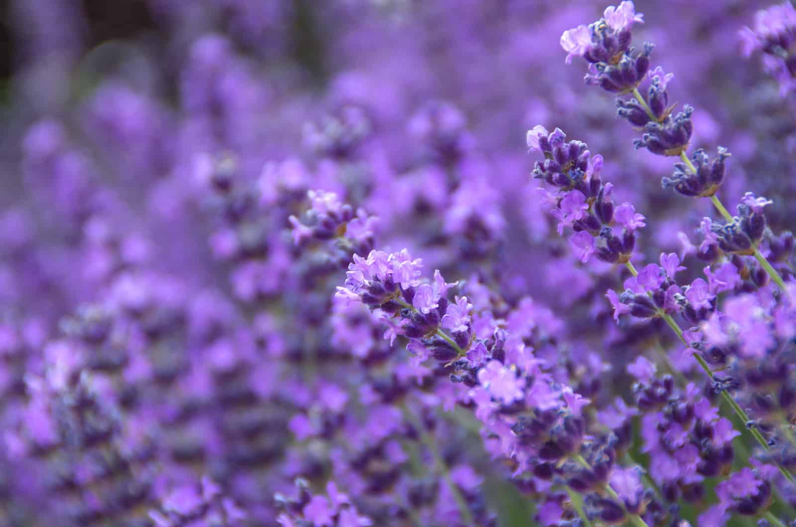 210 Perfect Lavender Captions For Your Instagram Post