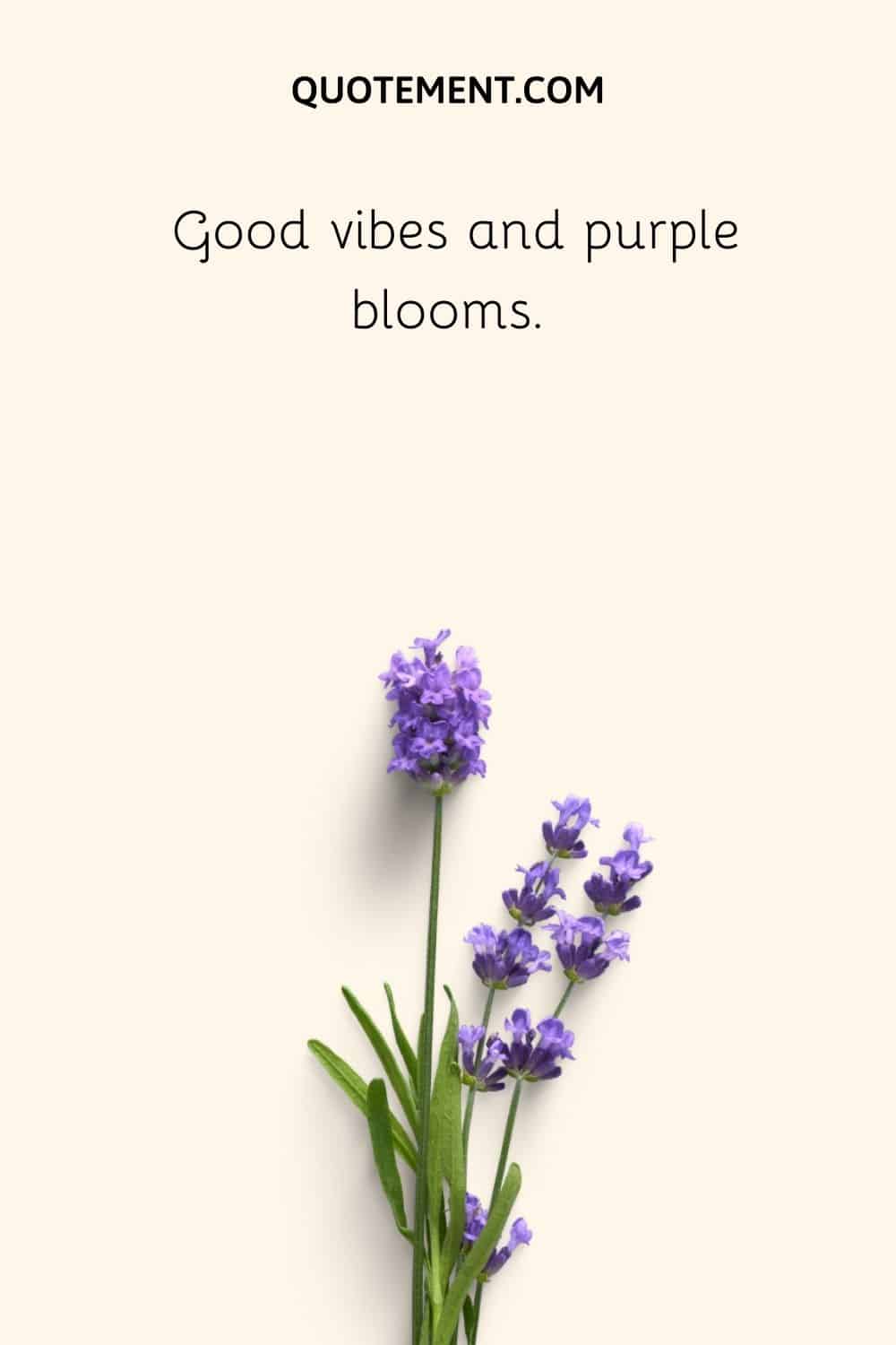 Good vibes and purple blooms