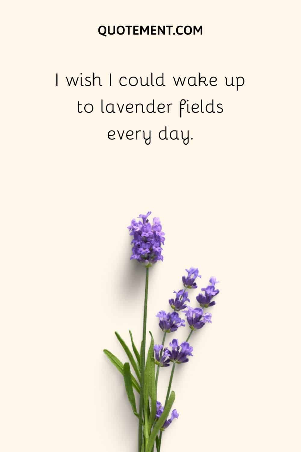 I wish I could wake up to lavender fields every day