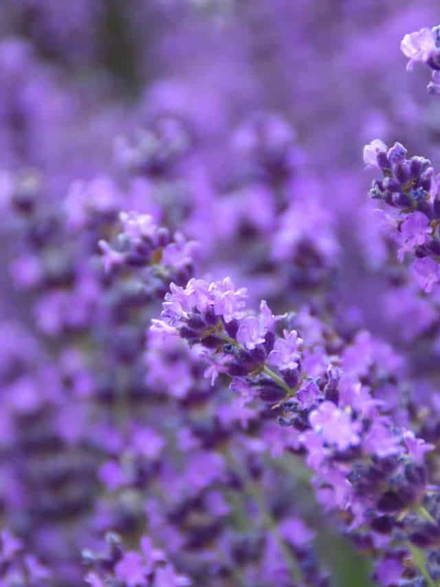 210-perfect-lavender-captions-for-your-instagram-post-quotement