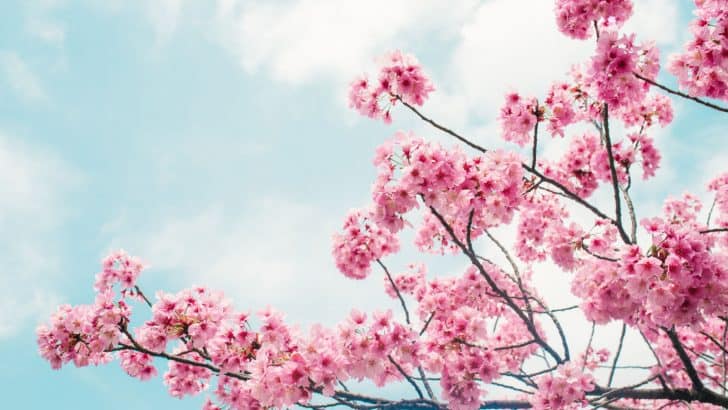 80 mejores frases sobre la flor del cerezo para celebrar la belleza perpetua