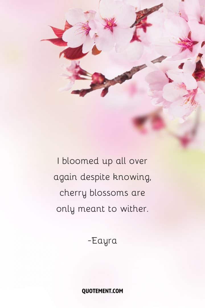80 Best Cherry Blossom Quotes To Celebrate Perpetual Beauty