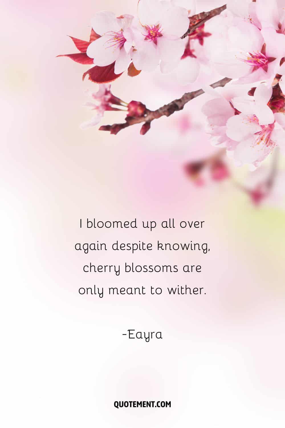 I bloomed up all over again despite knowing, cherry blossoms are only meant to wither