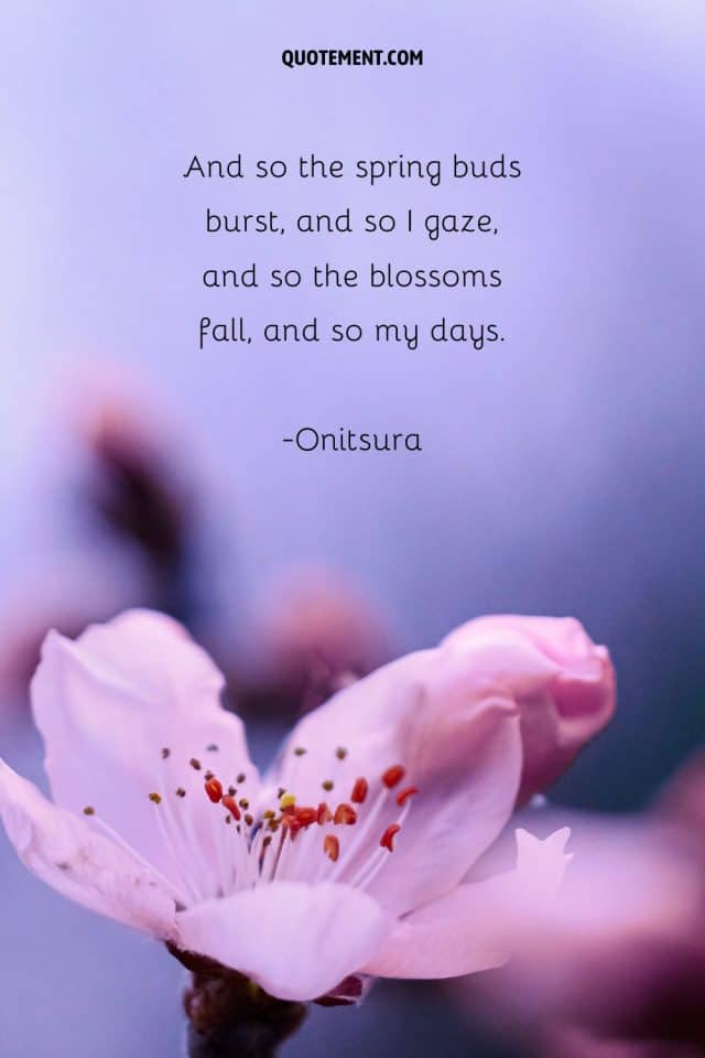 80 Best Cherry Blossom Quotes To Celebrate Perpetual Beauty