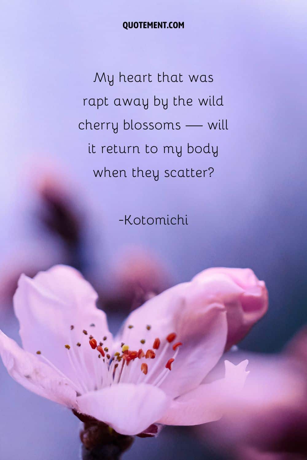 My heart that was rapt away by the wild cherry blossoms — will it return to my body when they scatter