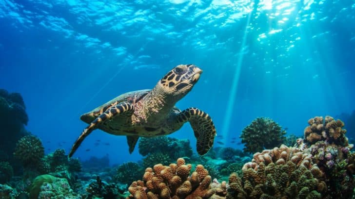 <strong>110 Turtle Quotes For Your Daily Dose Of Inspiration</strong>