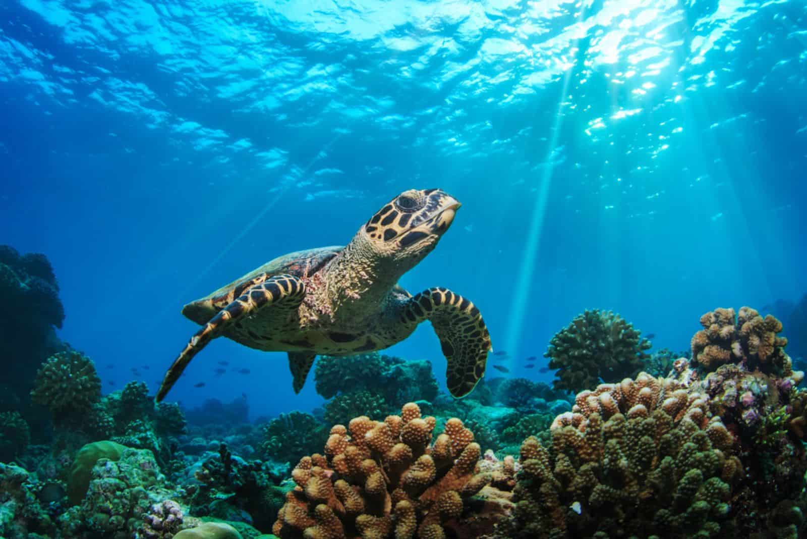 beautiful turtle swimming in the sea