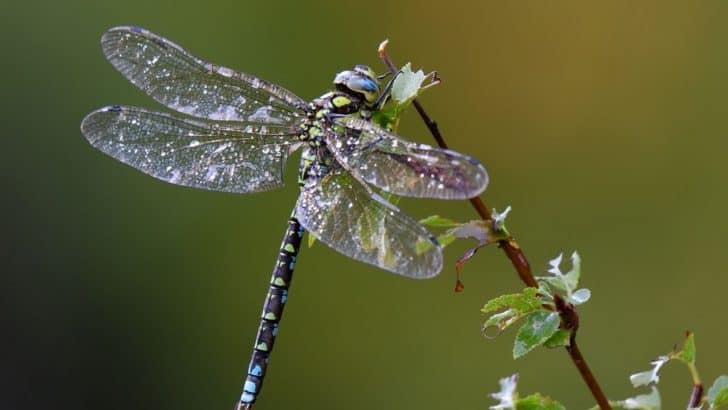 70 Enchanting Dragonfly Quotes For Wisdom And Inspiration