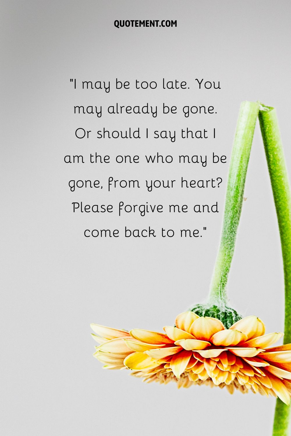 Una flor de gerbera con un tallo roto que representa el mensaje de perdón emocional superior para el novio
