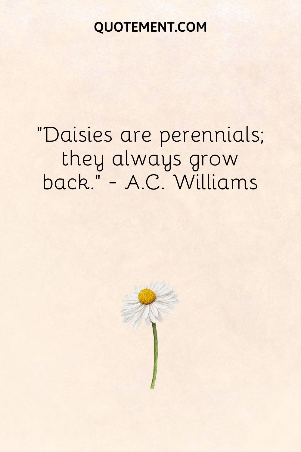 Daisies are perennials; they always grow back