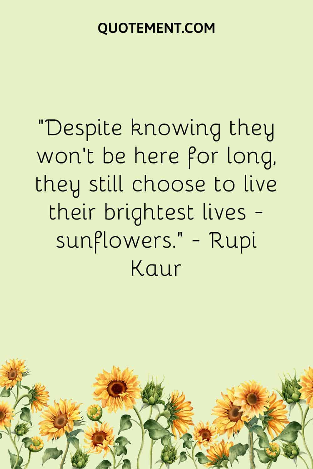 Despite knowing they won’t be here for long, they still choose to live their brightest lives — sunflowers