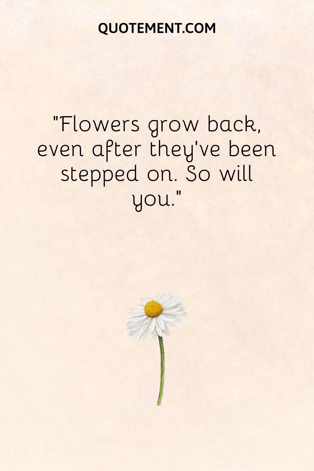 Flowers grow back, even after they’ve been stepped on