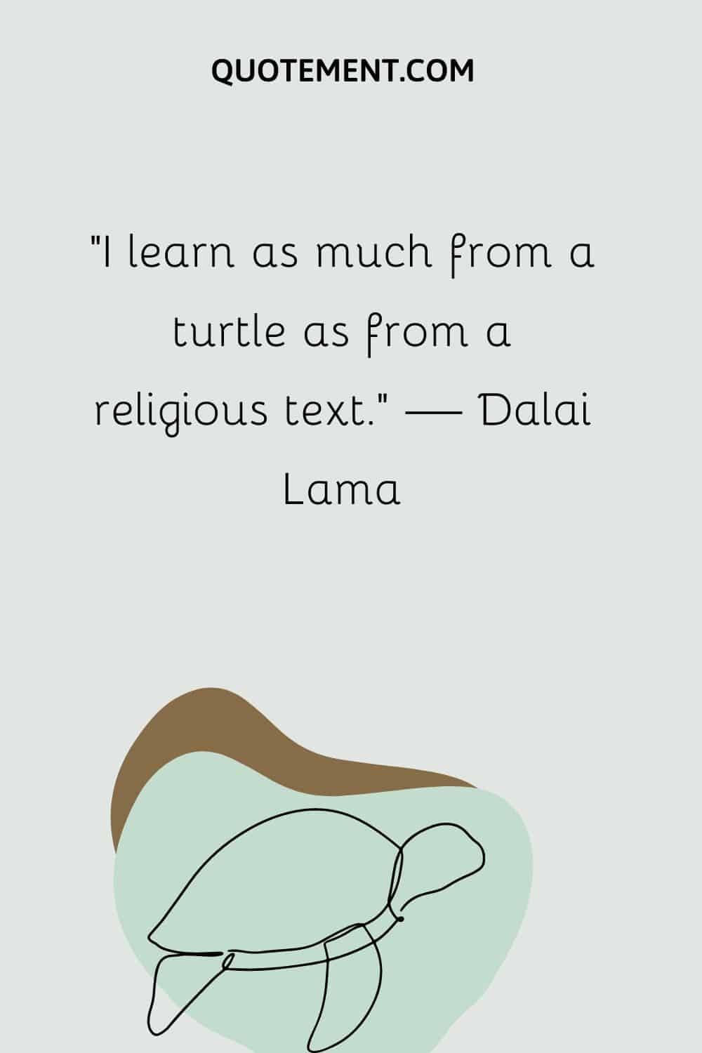 I learn as much from a turtle as from a religious text
