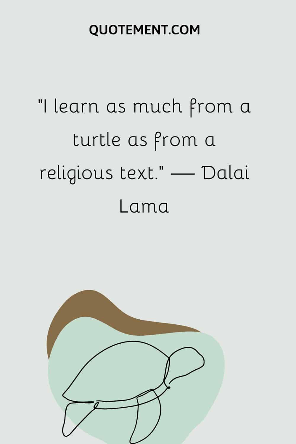 Aprendo tanto de una tortuga como de un texto religioso