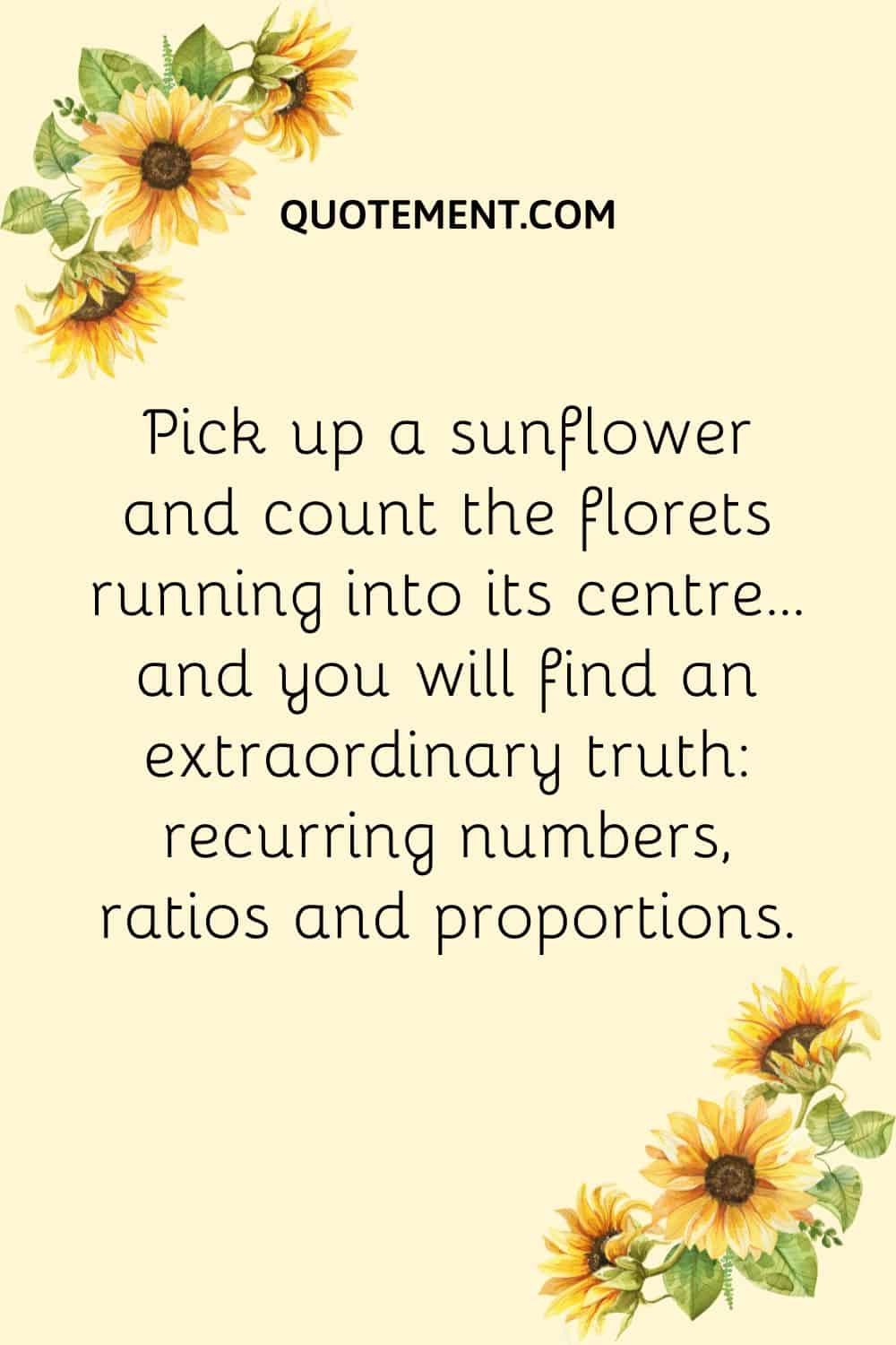 Pick up a sunflower and count the florets running into its centre