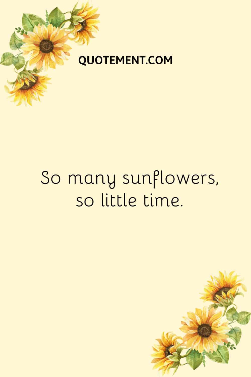 So many sunflowers, so little time.