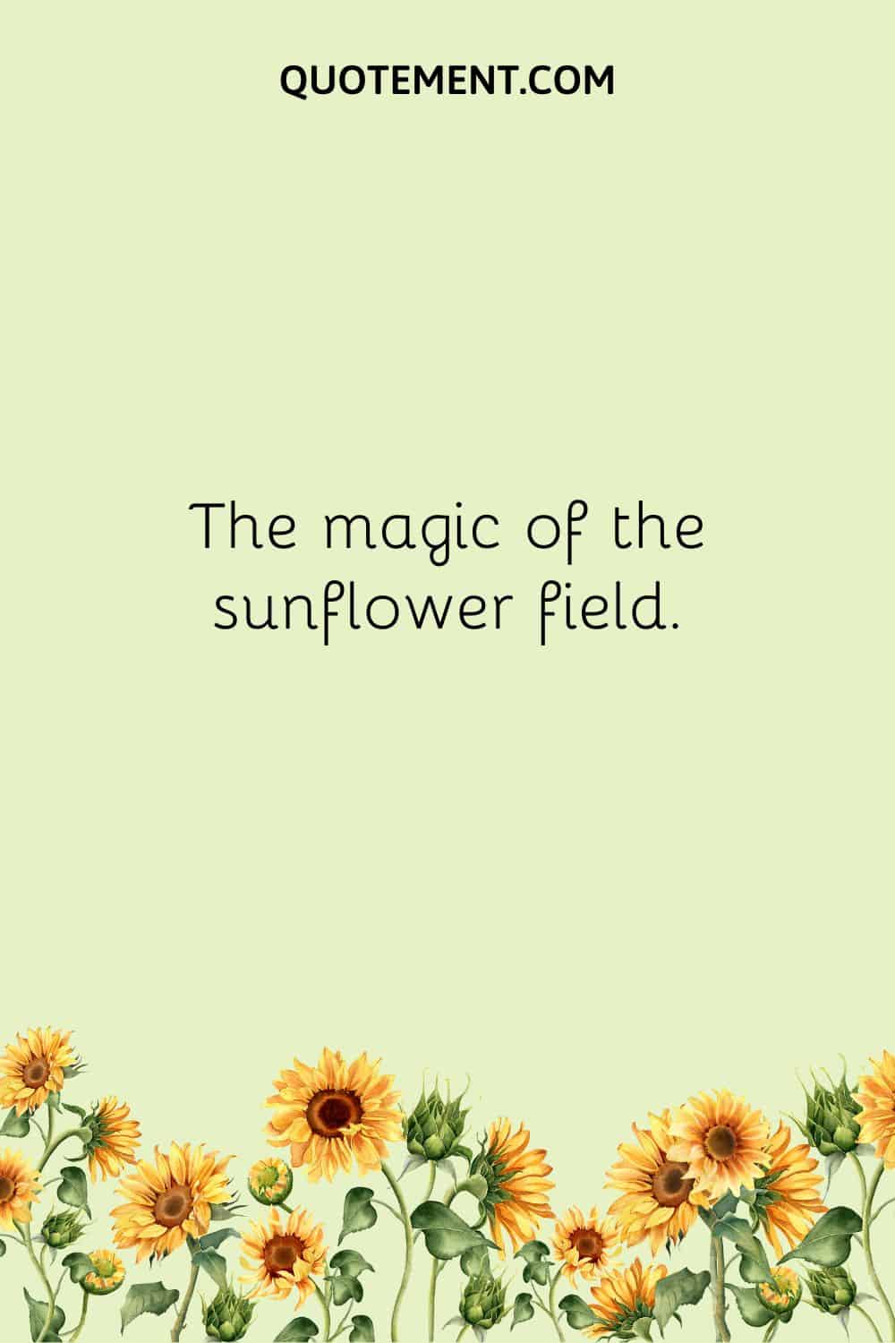 The magic of the sunflower field.