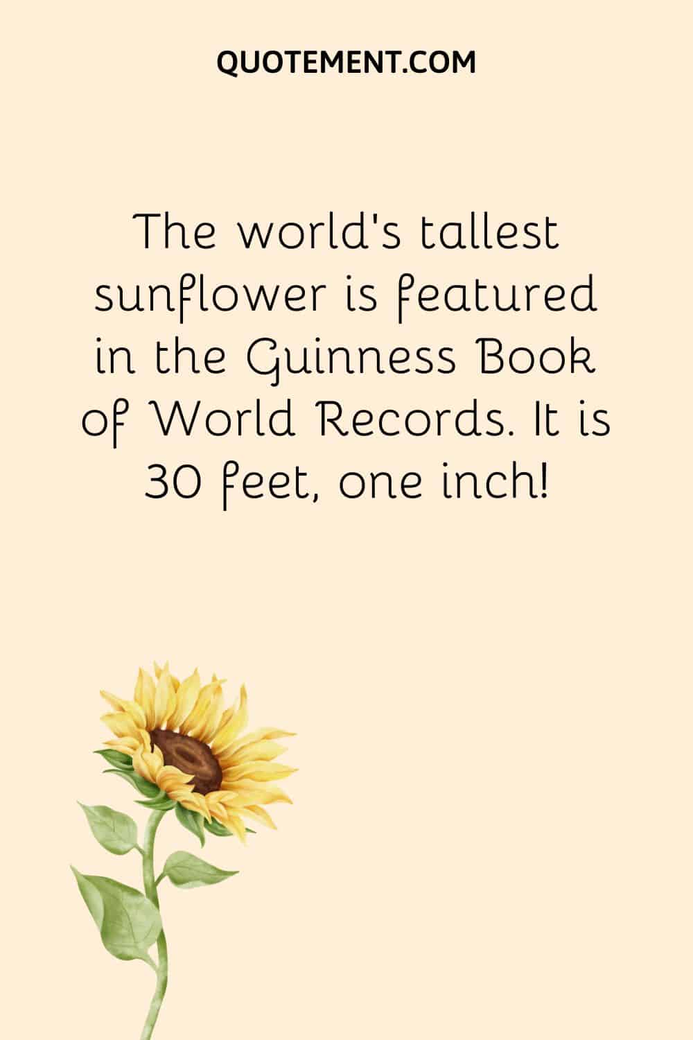 The world’s tallest sunflower is featured in the Guinness Book of World Records