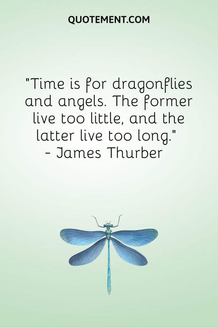 70 Enchanting Dragonfly Quotes For Wisdom And Inspiration