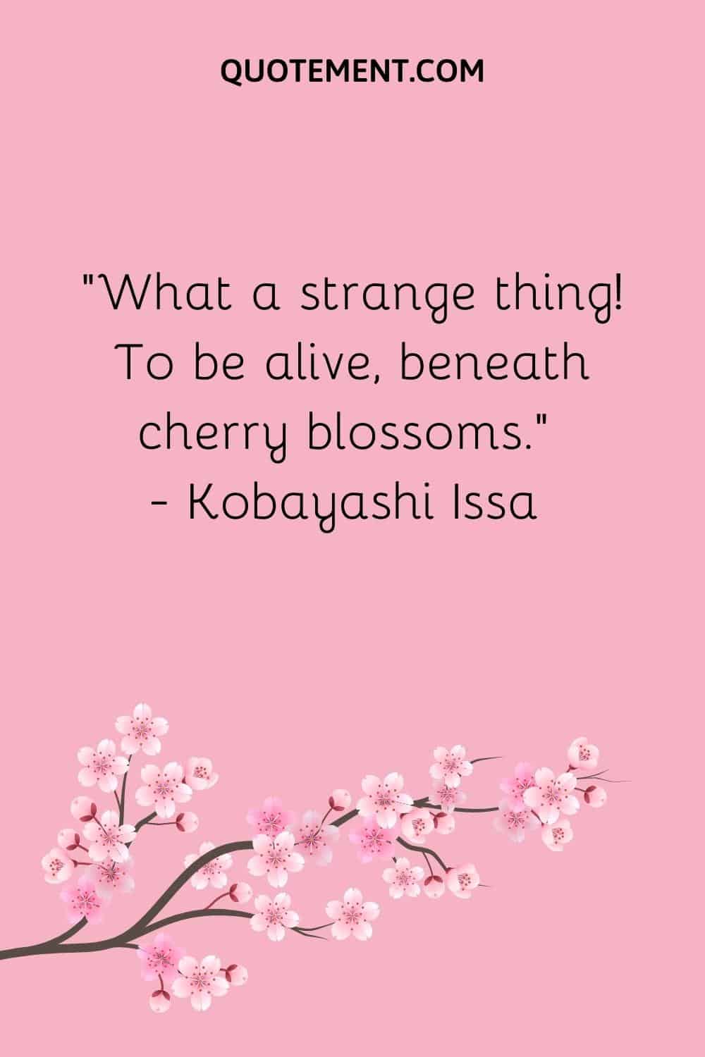 “What a strange thing! To be alive, beneath cherry blossoms.” — Kobayashi Issa