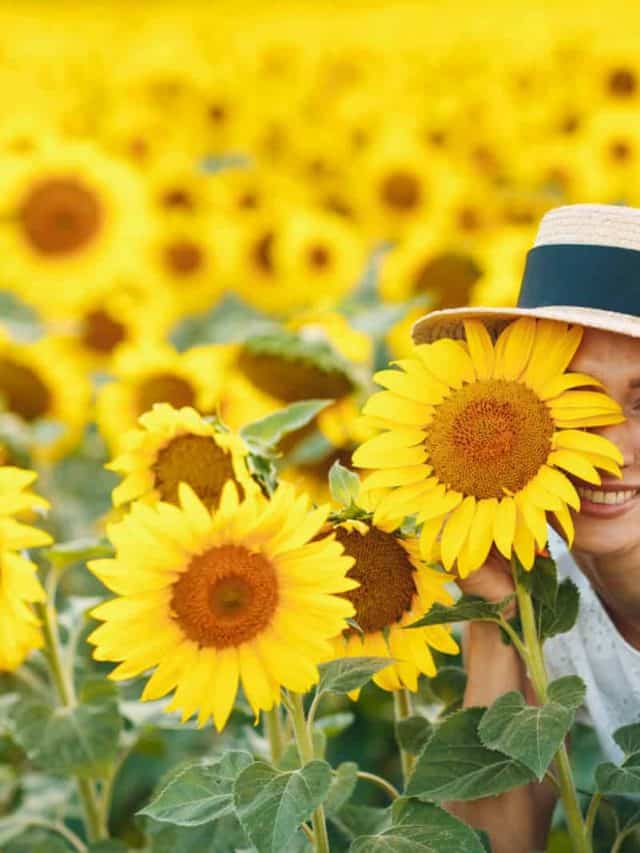 woman in a field of sunflowers