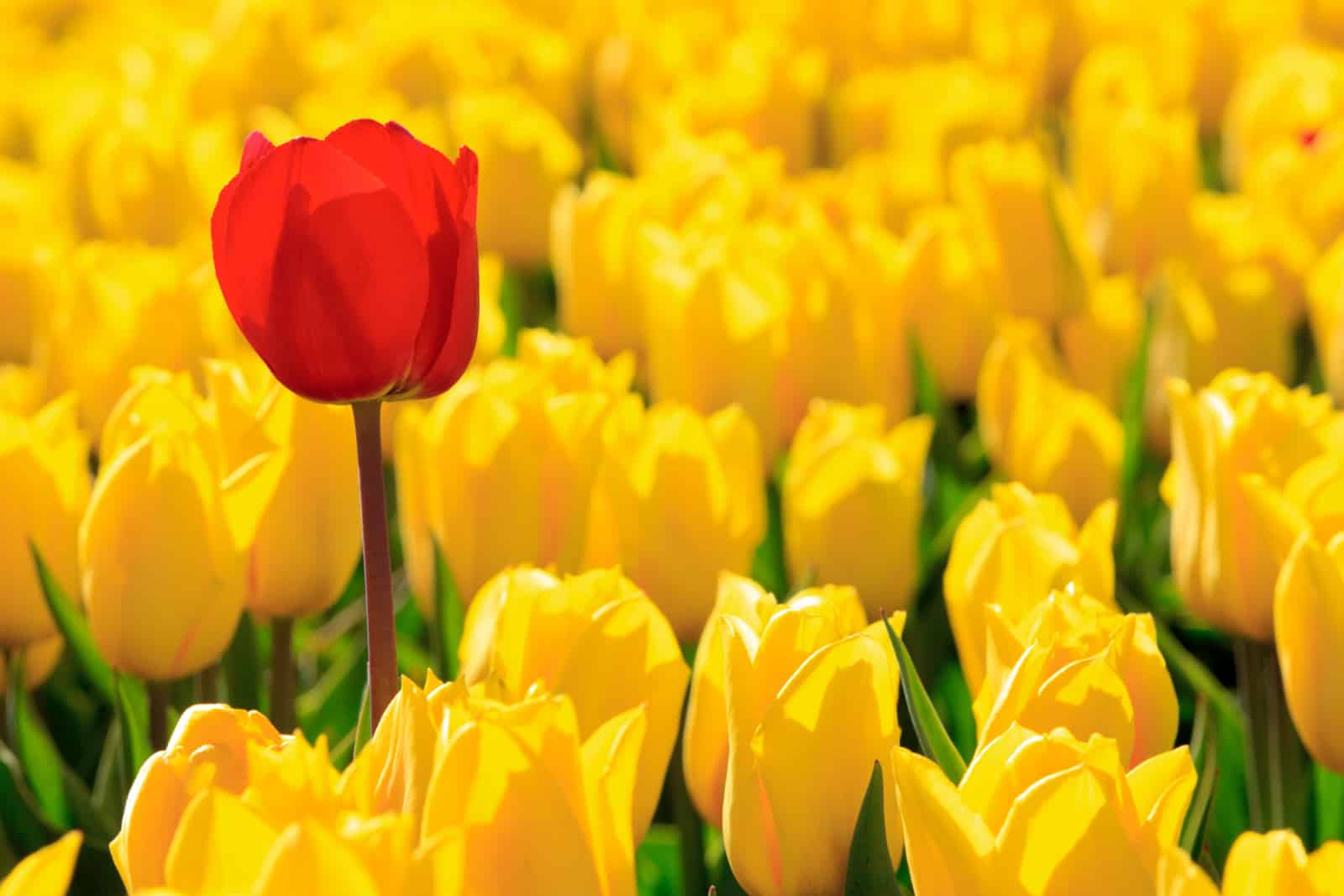 one red tulip among yellow tulips, the concept of being different
