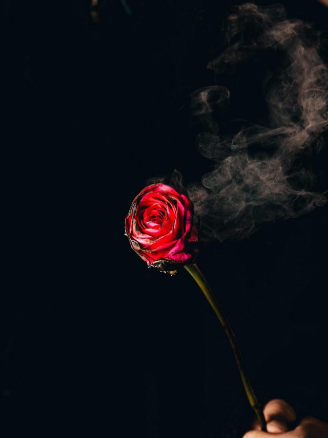 rose burning out for a brokenheart