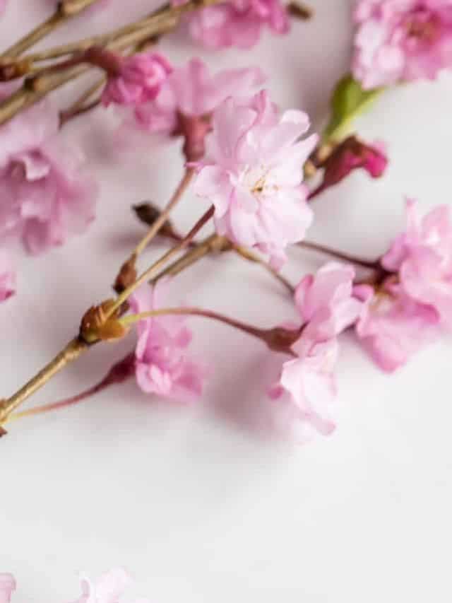 pink flower representing sunday motivation quote