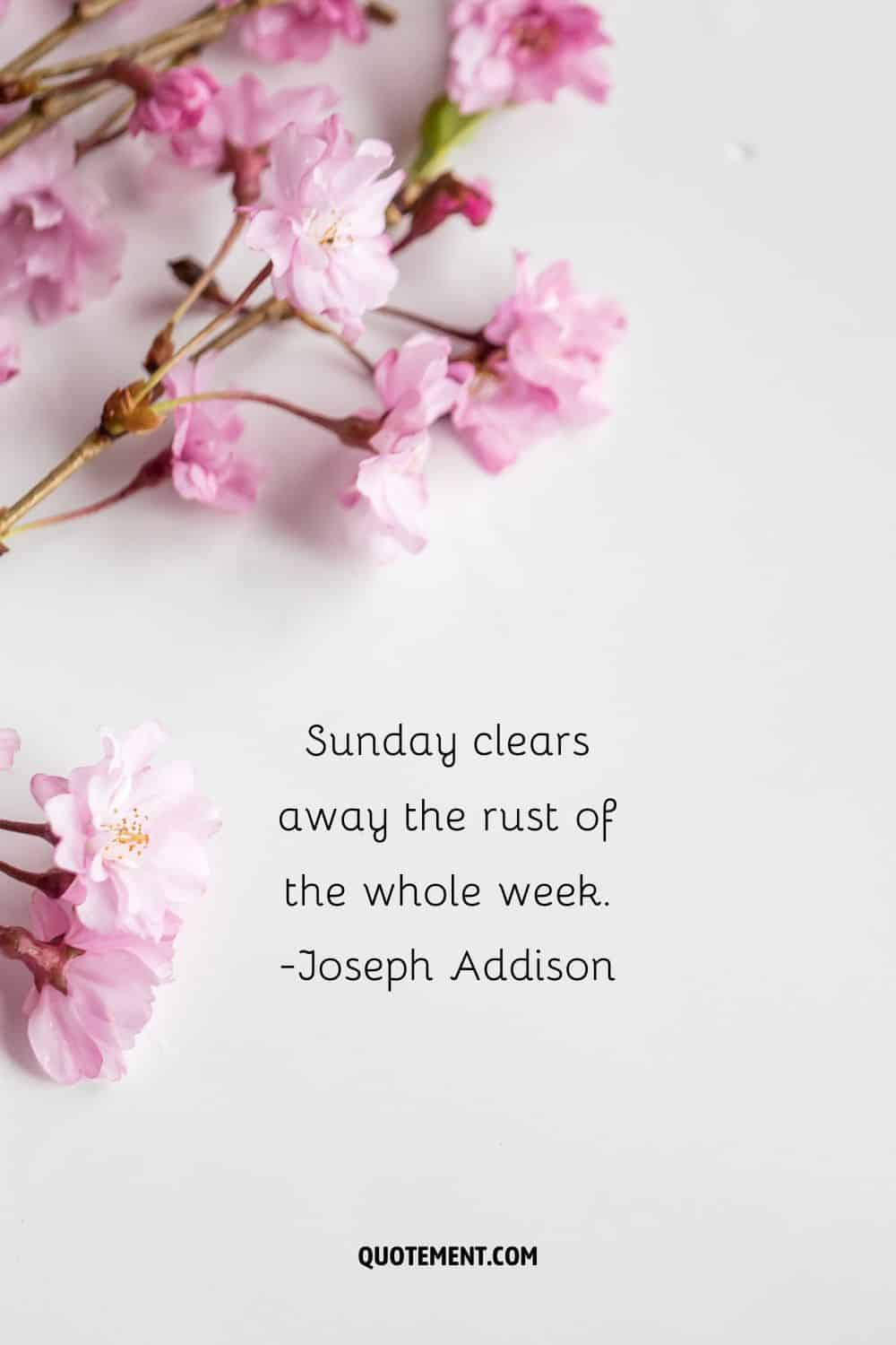 pink blossom representing Sunday quotes about motivation