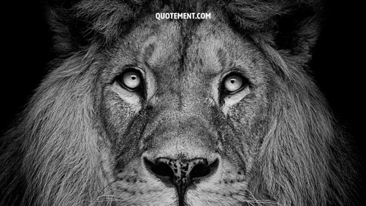 110 Powerful Lion Quotes To Unleash The Lion Within You