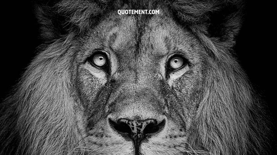 powerful lion quotes