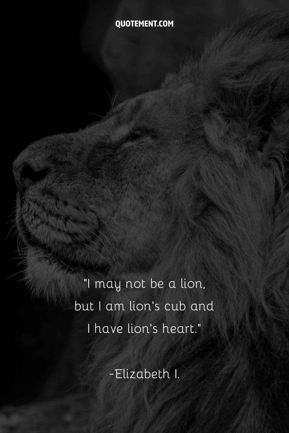 side image of a lion representing heart of a lion quote