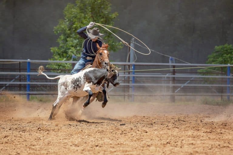 rodeo captions