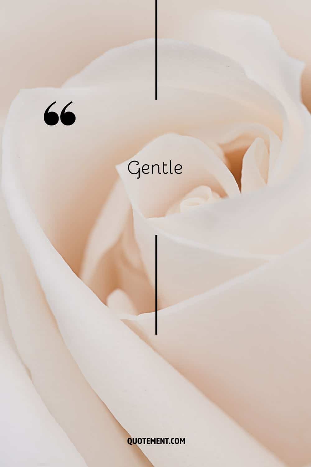 a white rose representing the word gentle