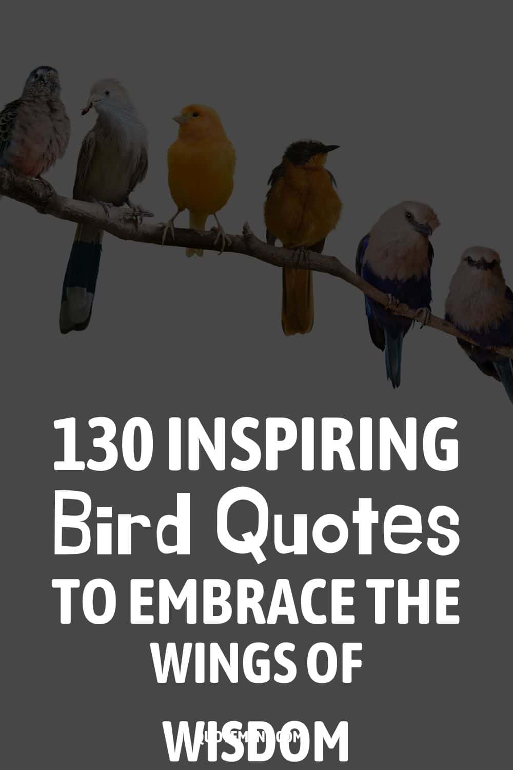 130 Inspiring Bird Quotes To Embrace The Wings Of Wisdom 