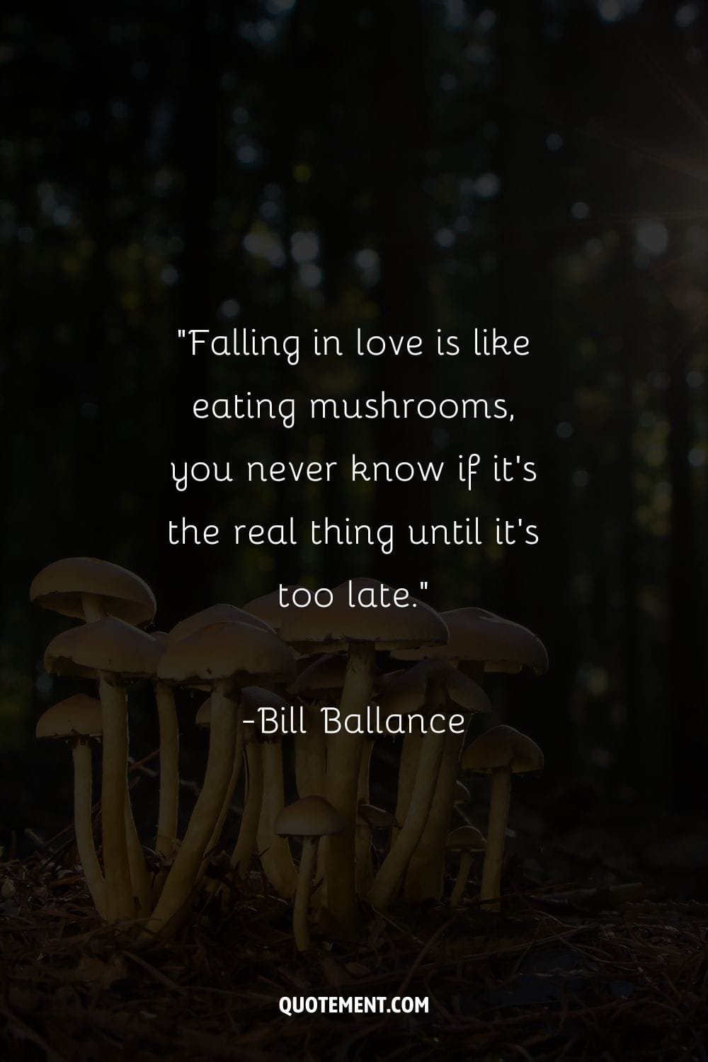 cluster of mushrooms in the forest at night representing top mushroom quote