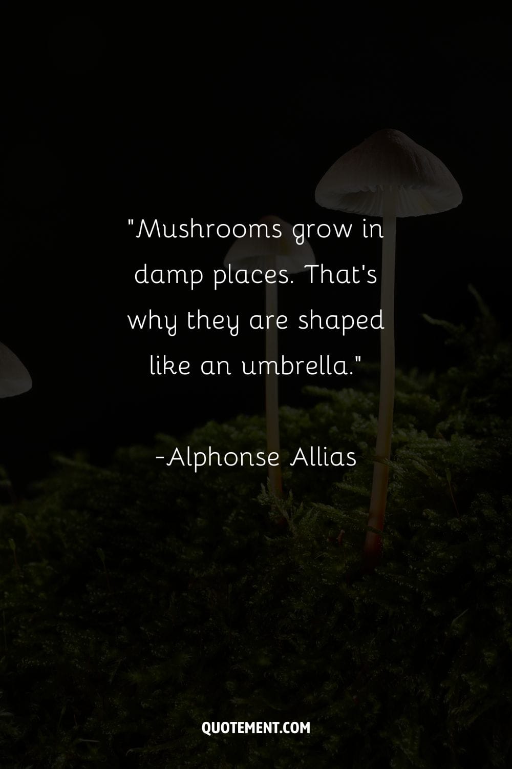 white mushrooms punctuate the landscape of thriving greenery