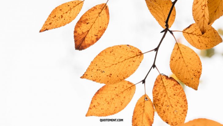 150 Cute Fall Quotes To Welcome The Most Colorful Season