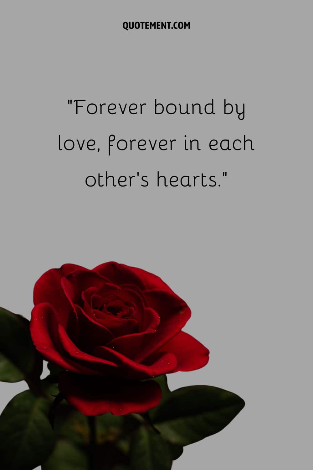 Beautiful rose representing always in our hearts quote