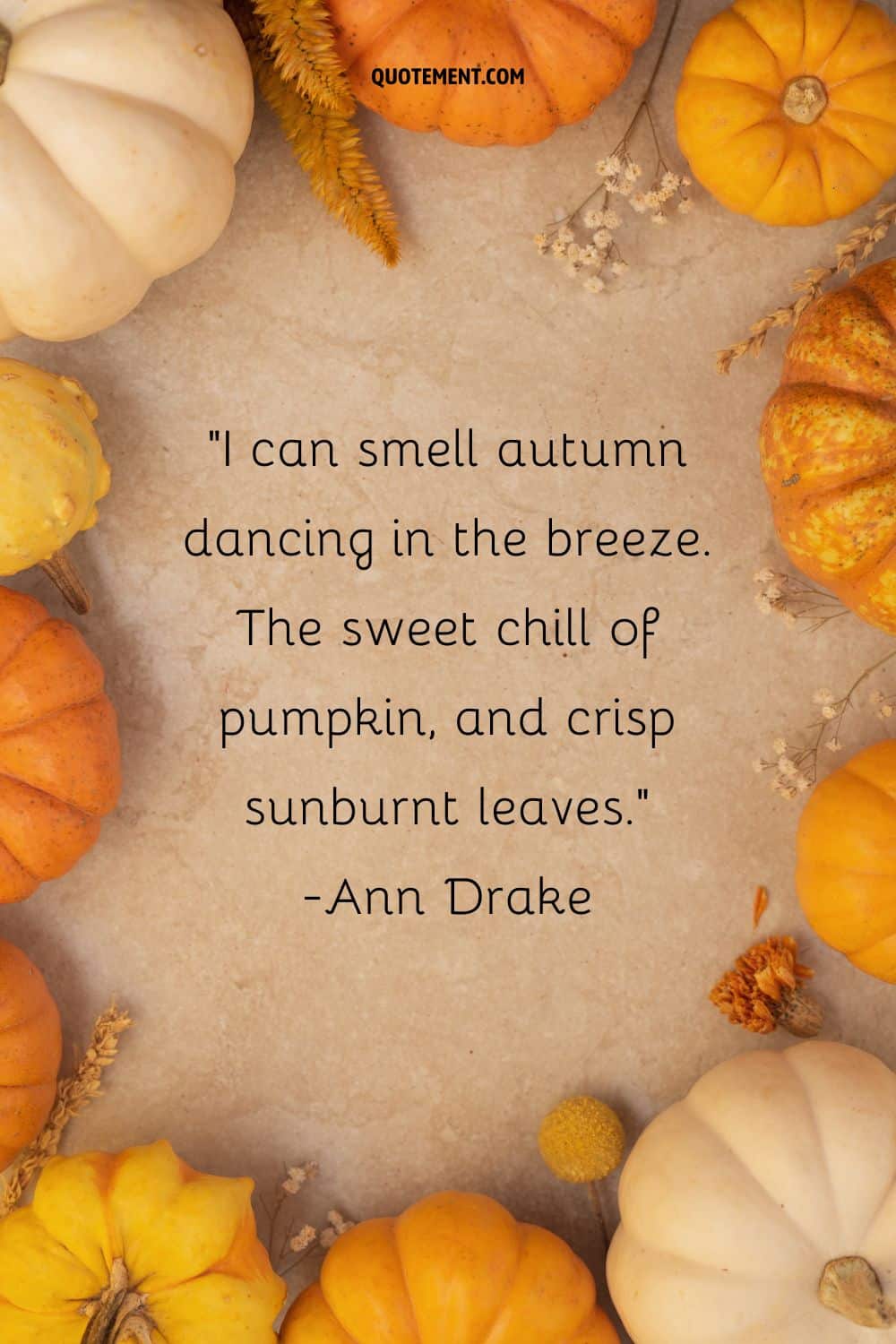 Fall's finest pumpkins on display representing cute pumpkin quote.

