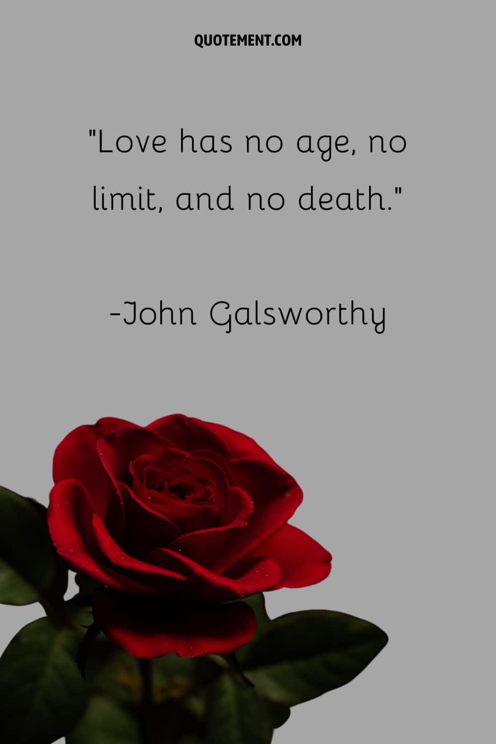 Image of a red rose representing death quote for loved ones.